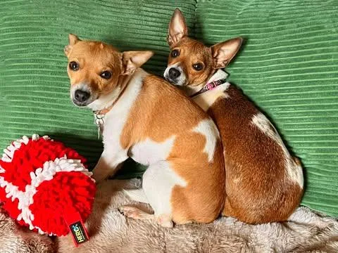 Vanilla! thumbnail 4