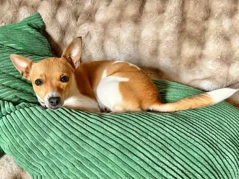 Vanilla! thumbnail 6