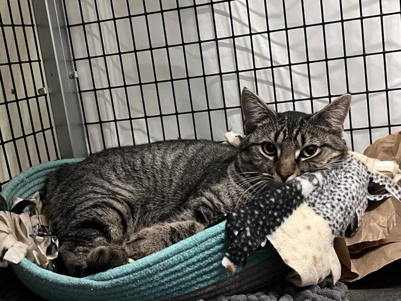 A young medium-sized male Domestic Short Hair cat named Andalusite for adoption in Raleigh, NC