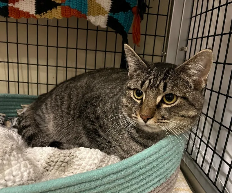 Andalusite thumbnail 2