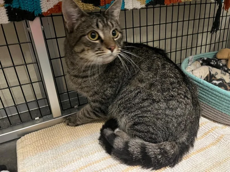 Andalusite thumbnail 3