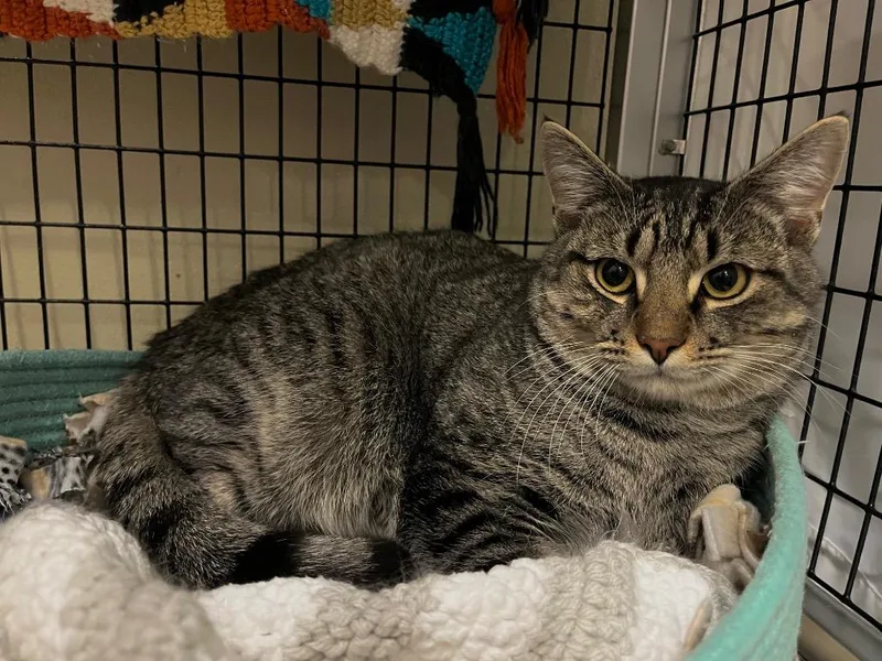 Andalusite thumbnail 4