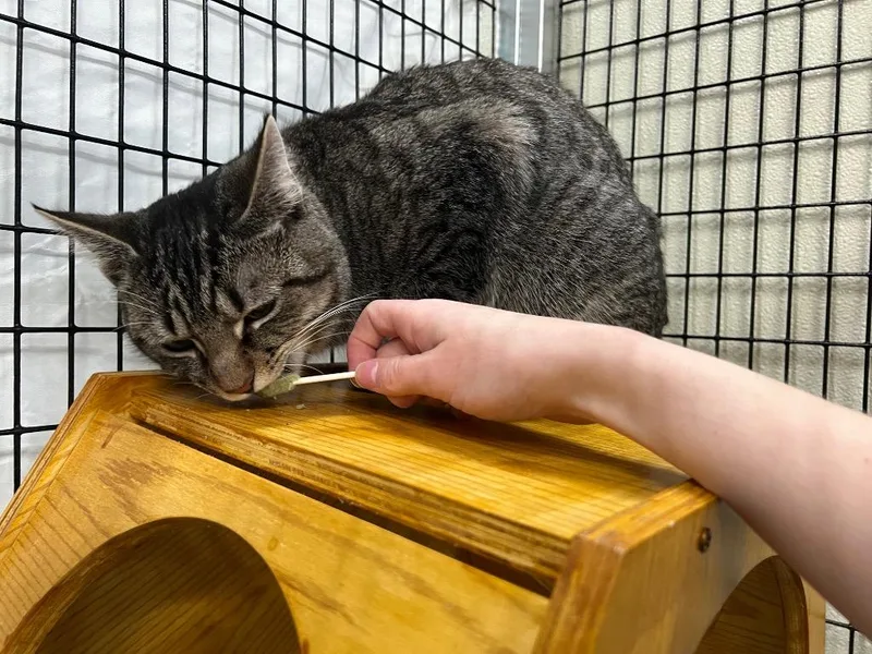 Andalusite thumbnail 5