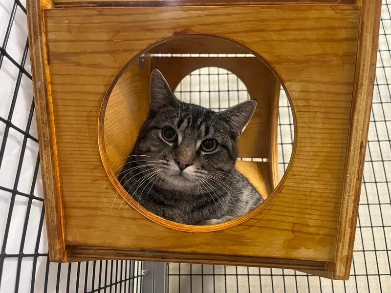 Andalusite thumbnail 6