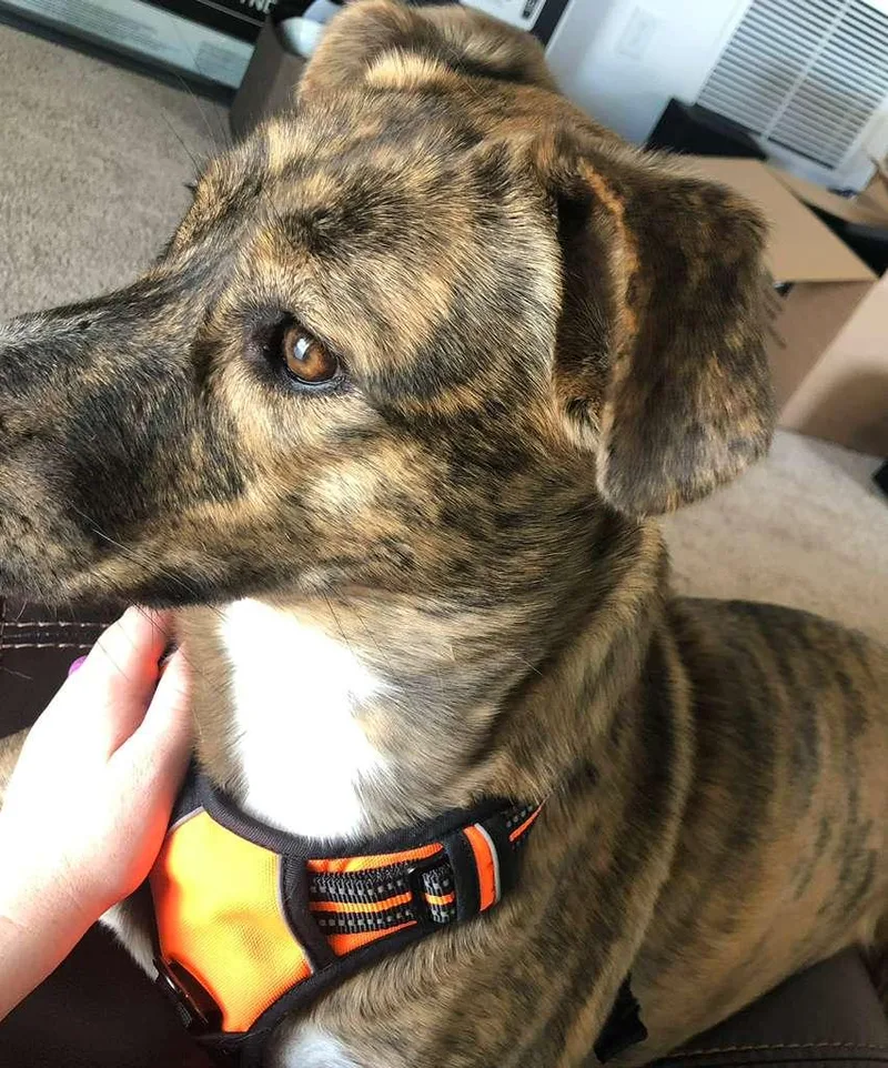 R Harper thumbnail 4