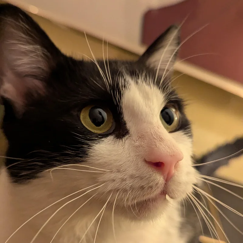 Gentle Jupiter thumbnail 3