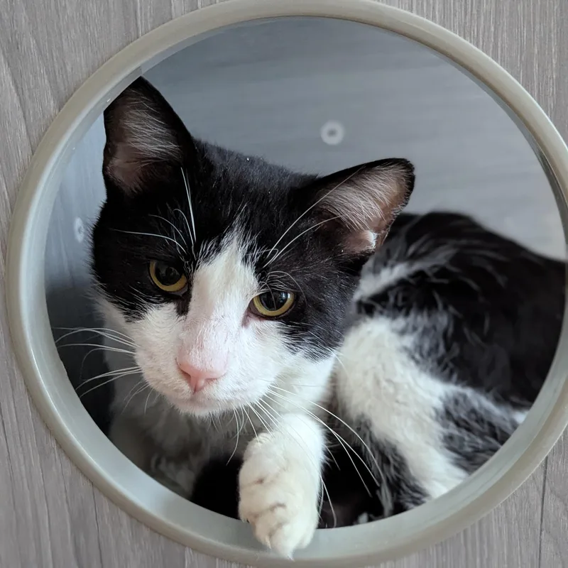 Gentle Jupiter thumbnail 5