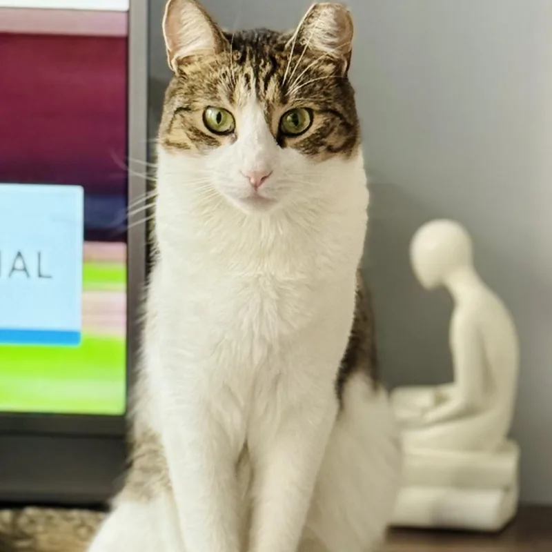 Gentle Soul  Playful thumbnail 2