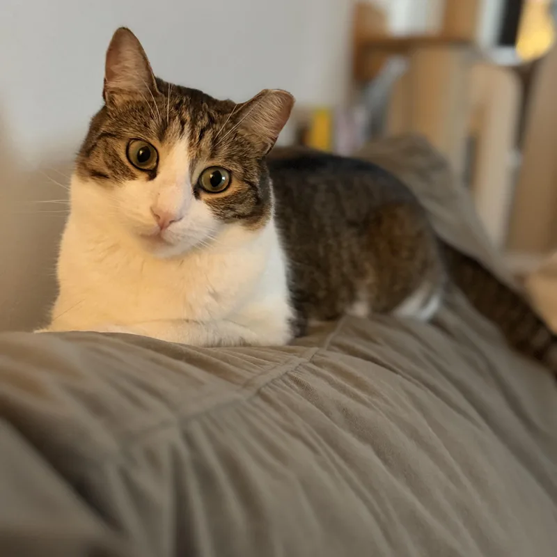 Gentle Soul  Playful thumbnail 3