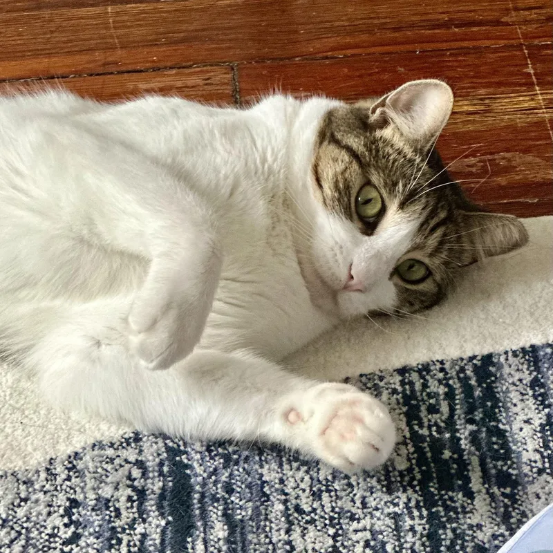 Gentle Soul  Playful thumbnail 4