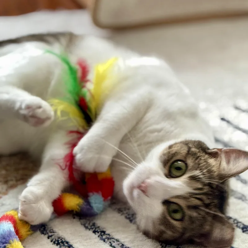 Gentle Soul  Playful thumbnail 5