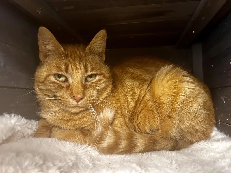 Purrkins  Chow Hound thumbnail 2