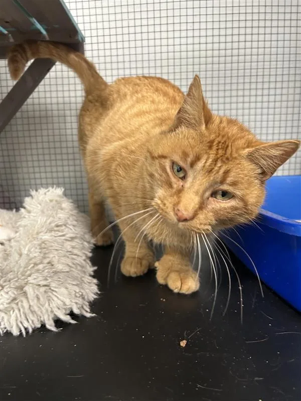 Purrkins  Chow Hound thumbnail 4