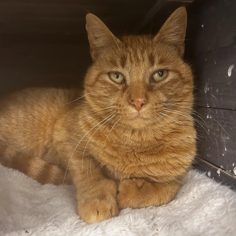 Purrkins  Chow Hound