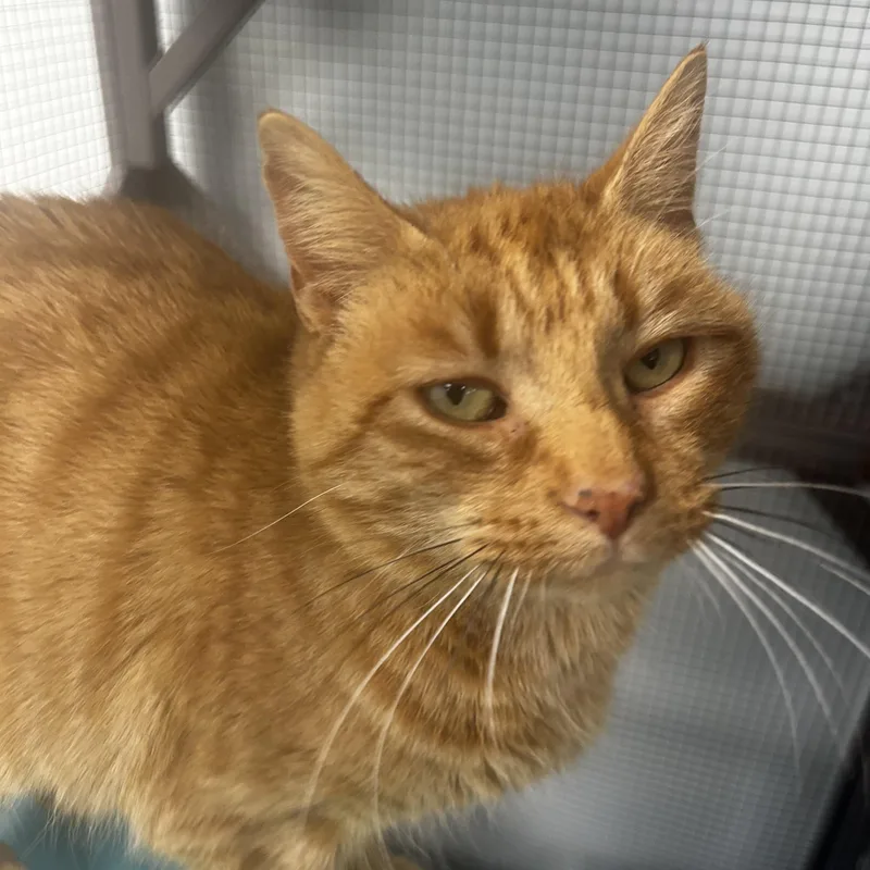 Purrkins  Chow Hound thumbnail 5