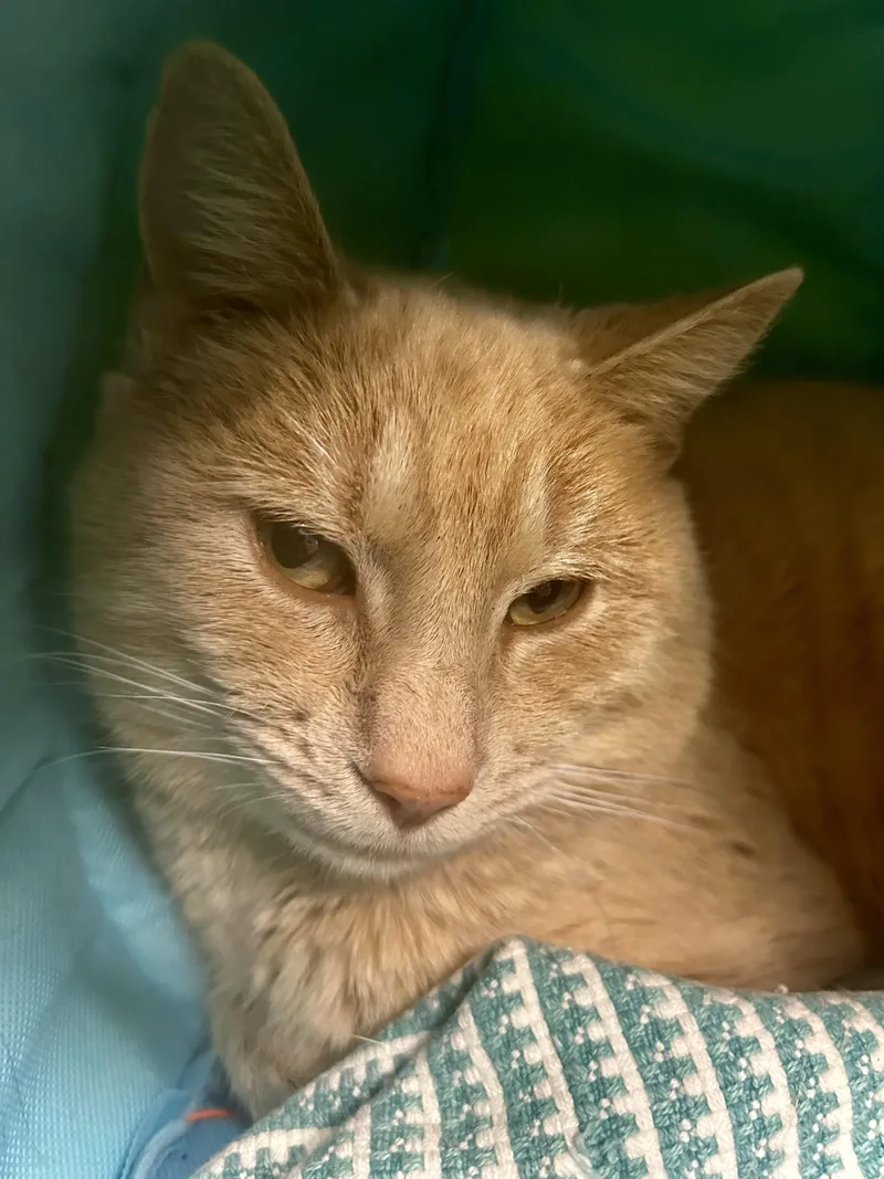 Parmesan thumbnail 2