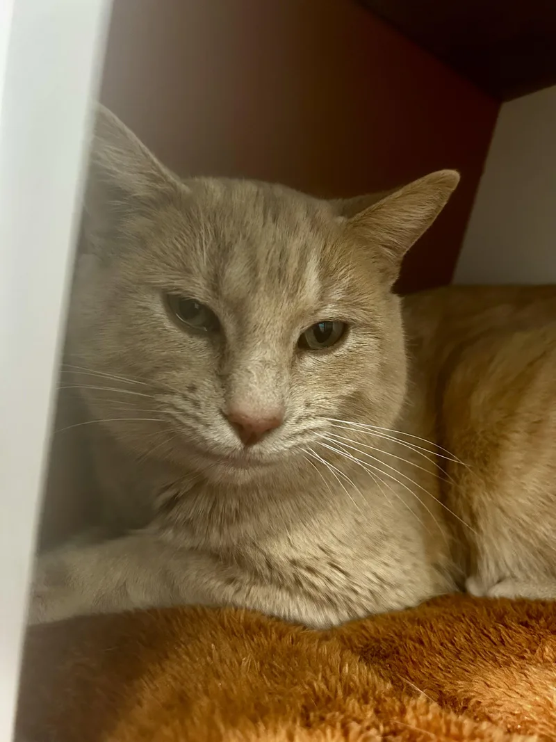 Parmesan thumbnail 3