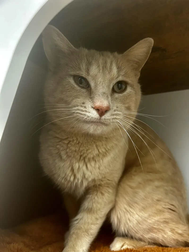 Parmesan thumbnail 4