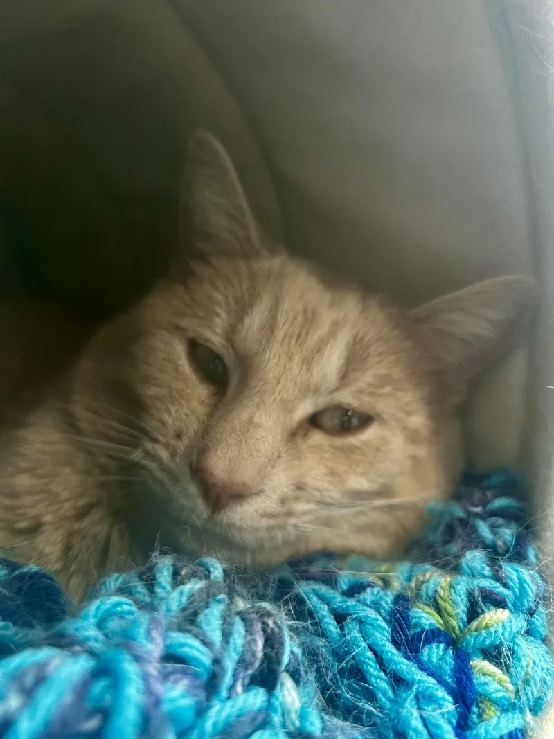 Parmesan thumbnail 5