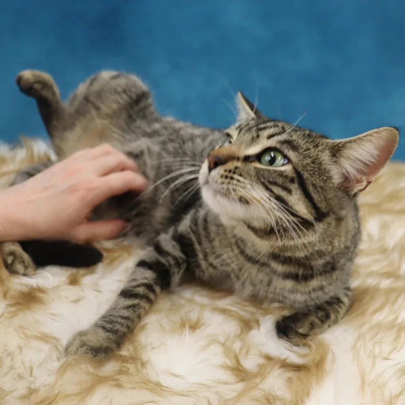 Jag  Handsome Loverboy! thumbnail 2