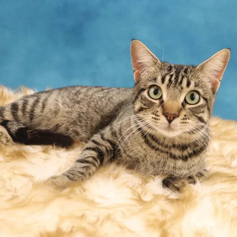 Jag  Handsome Loverboy! thumbnail 3