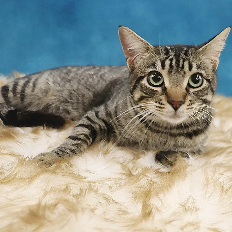 Jag  Handsome Loverboy! thumbnail 4