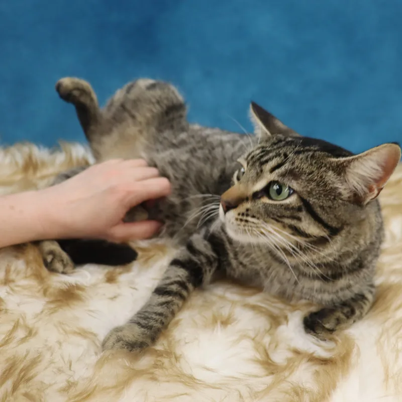 Jag  Handsome Loverboy! thumbnail 5