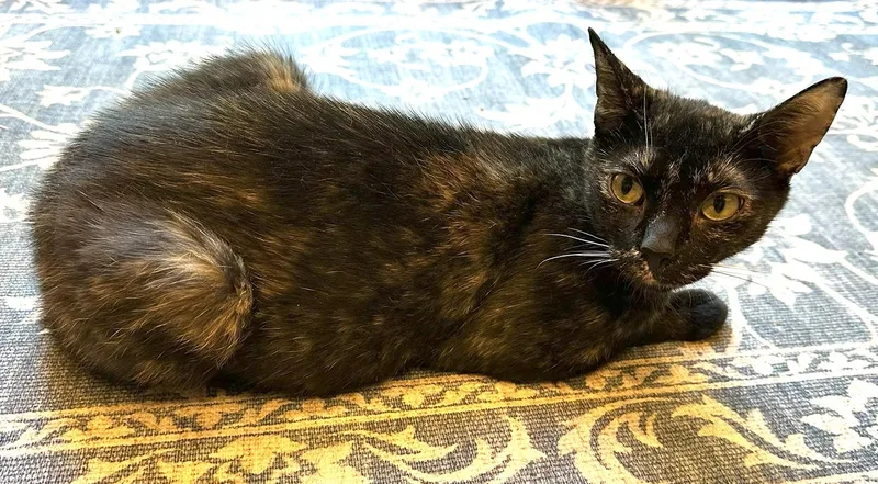 Tortiemama thumbnail 2