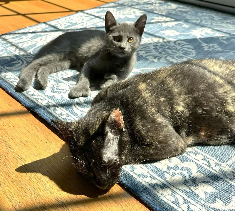 Tortiemama thumbnail 3