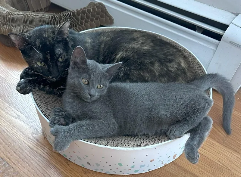 Tortiemama thumbnail 4