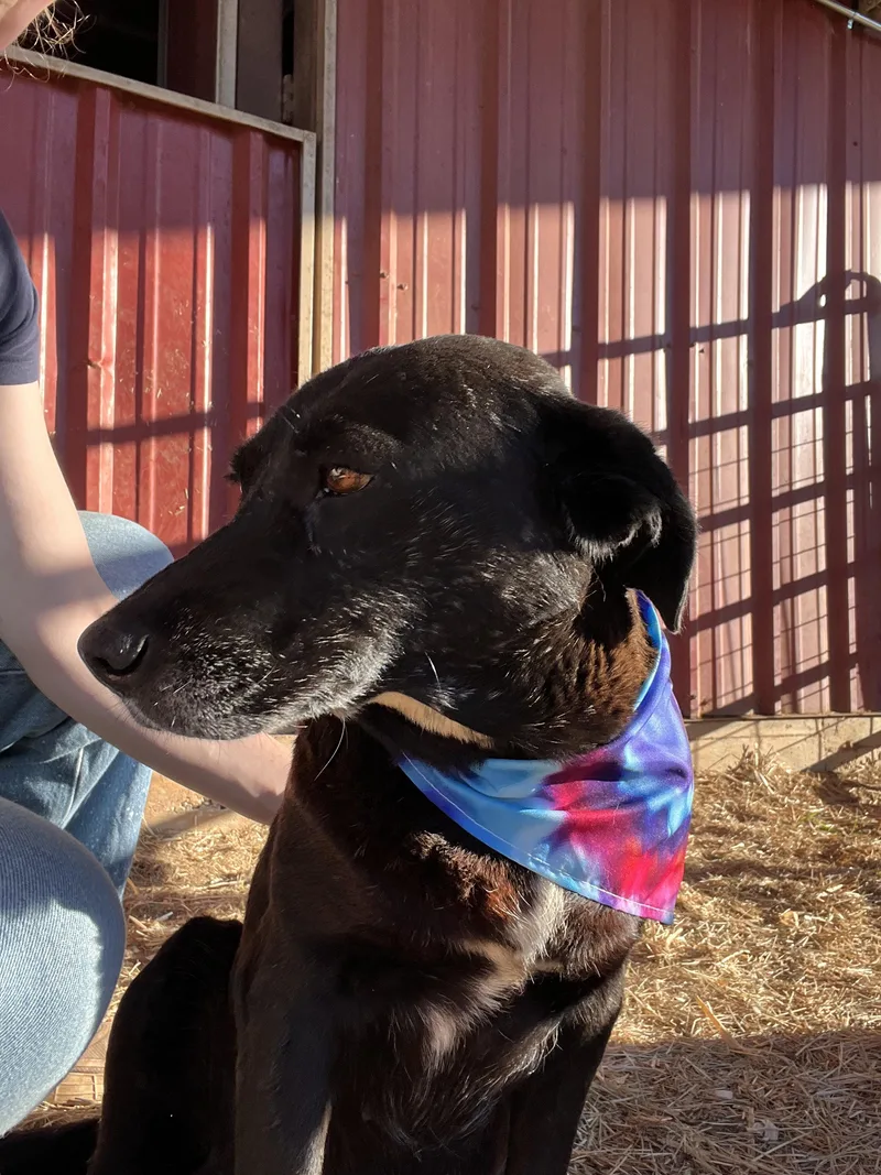 Priscilla thumbnail 2