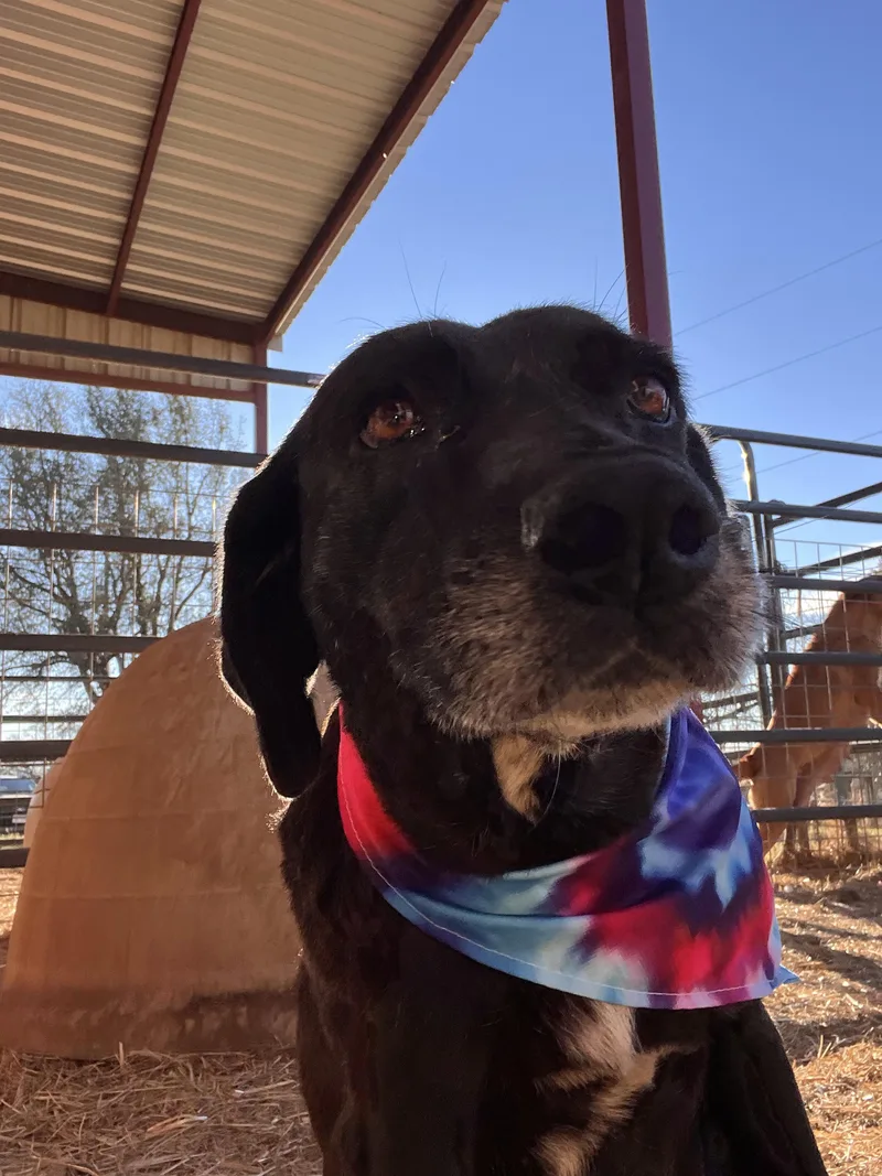 Priscilla thumbnail 3