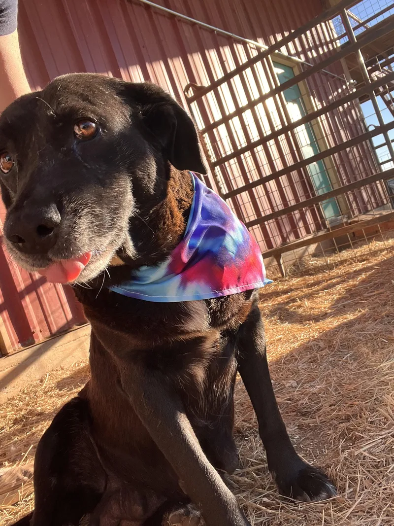 Priscilla thumbnail 4