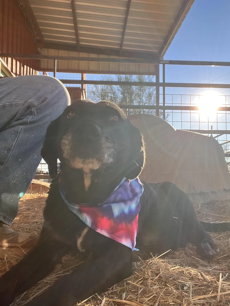 Priscilla thumbnail 5