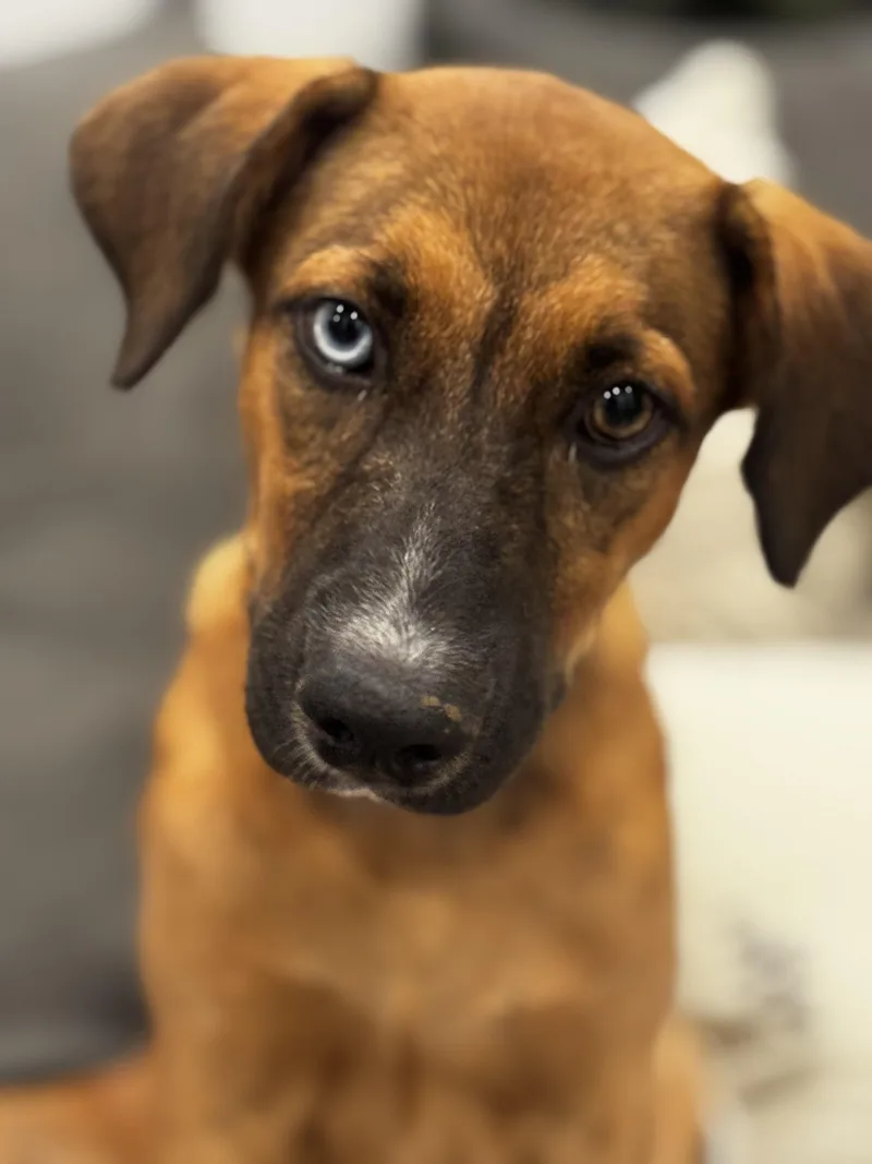 Paisley — The Blueeyed thumbnail 2