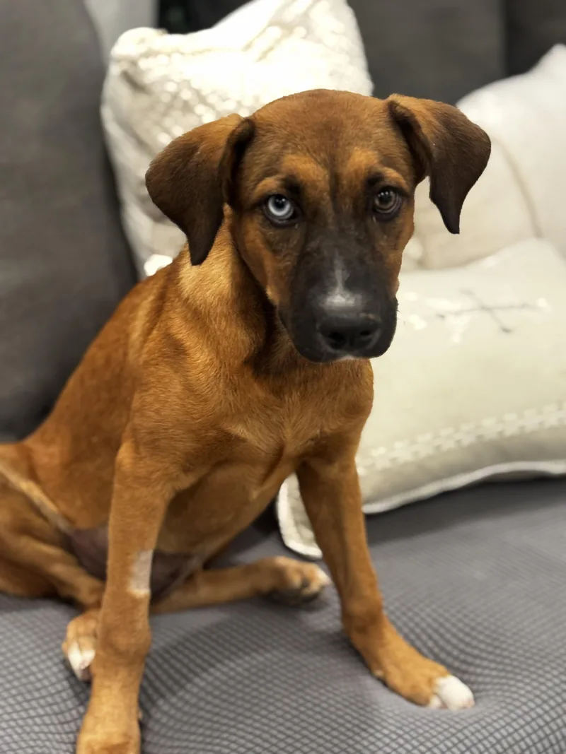 Paisley — The Blueeyed thumbnail 3