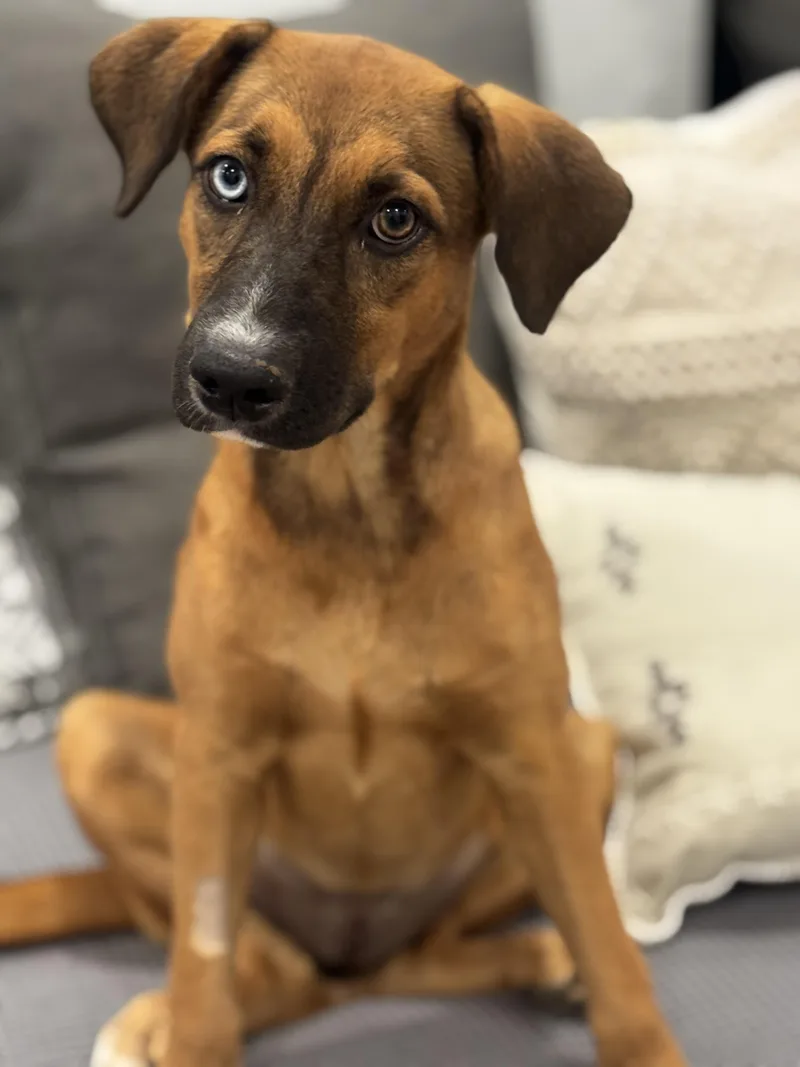 Paisley — The Blueeyed thumbnail 4