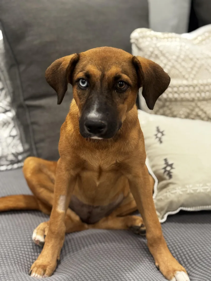 Paisley — The Blueeyed thumbnail 5