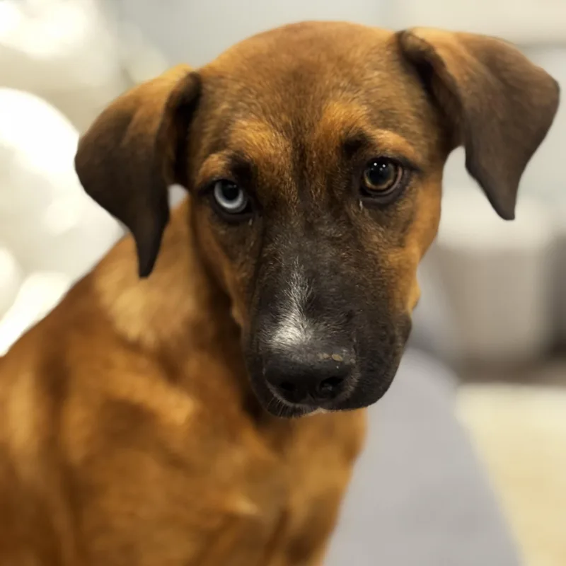 Paisley — The Blueeyed