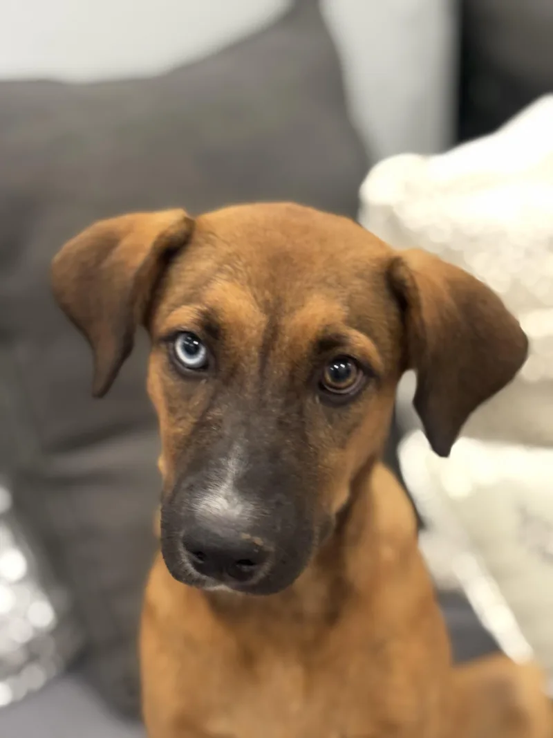 Paisley — The Blueeyed thumbnail 6