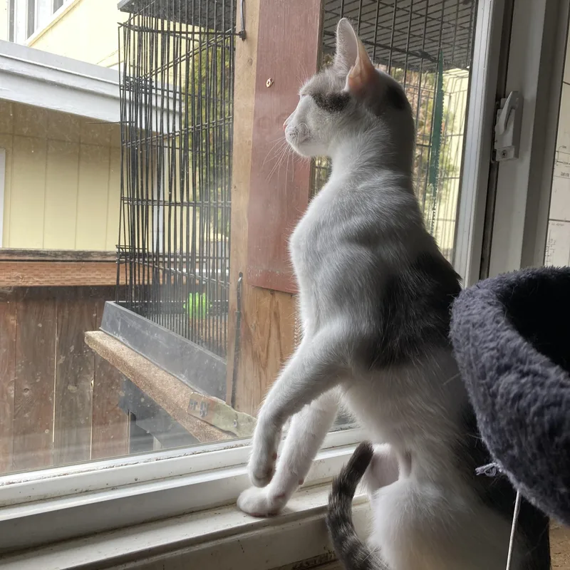 Marzipan thumbnail 2