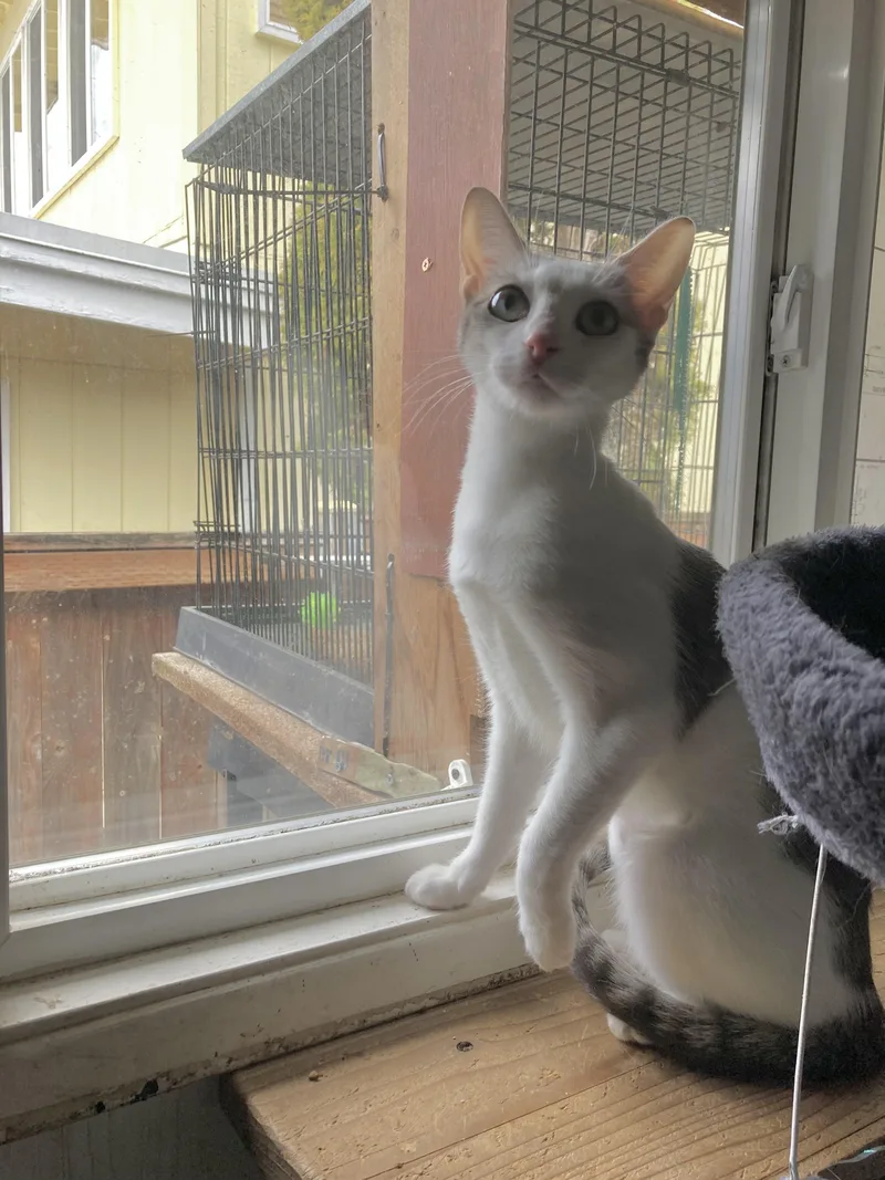 Marzipan thumbnail 3