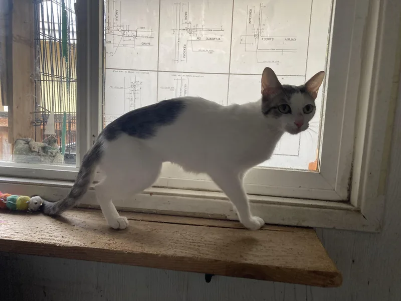 Marzipan thumbnail 4