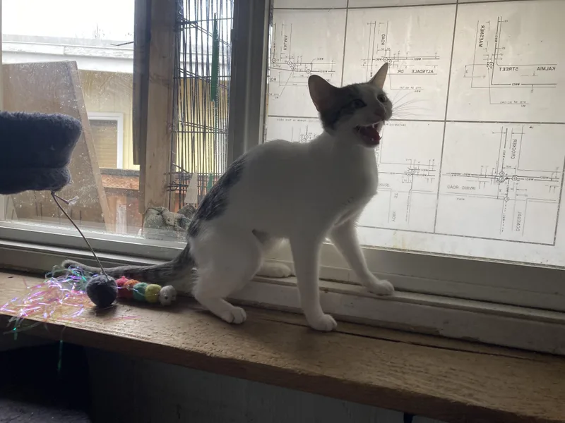 Marzipan thumbnail 5