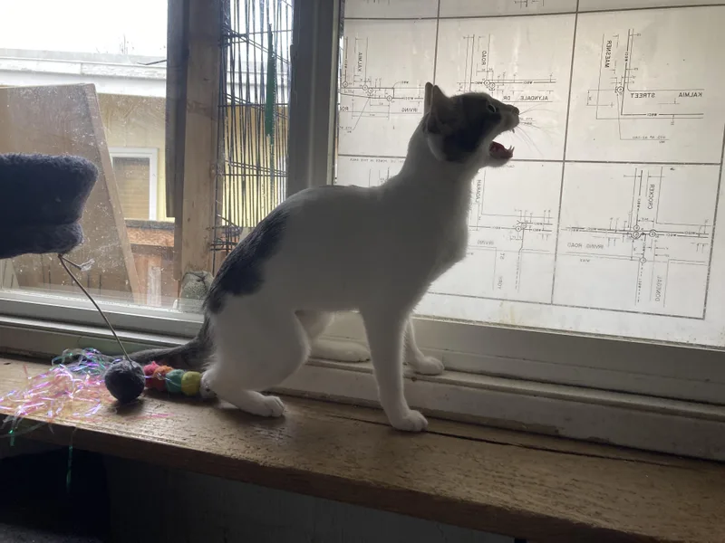 Marzipan thumbnail 6