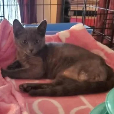 A young medium-sized female Gray / Blue / Silver Domestic Short Hair cat named Breeze for adoption in Keansburg, NJ