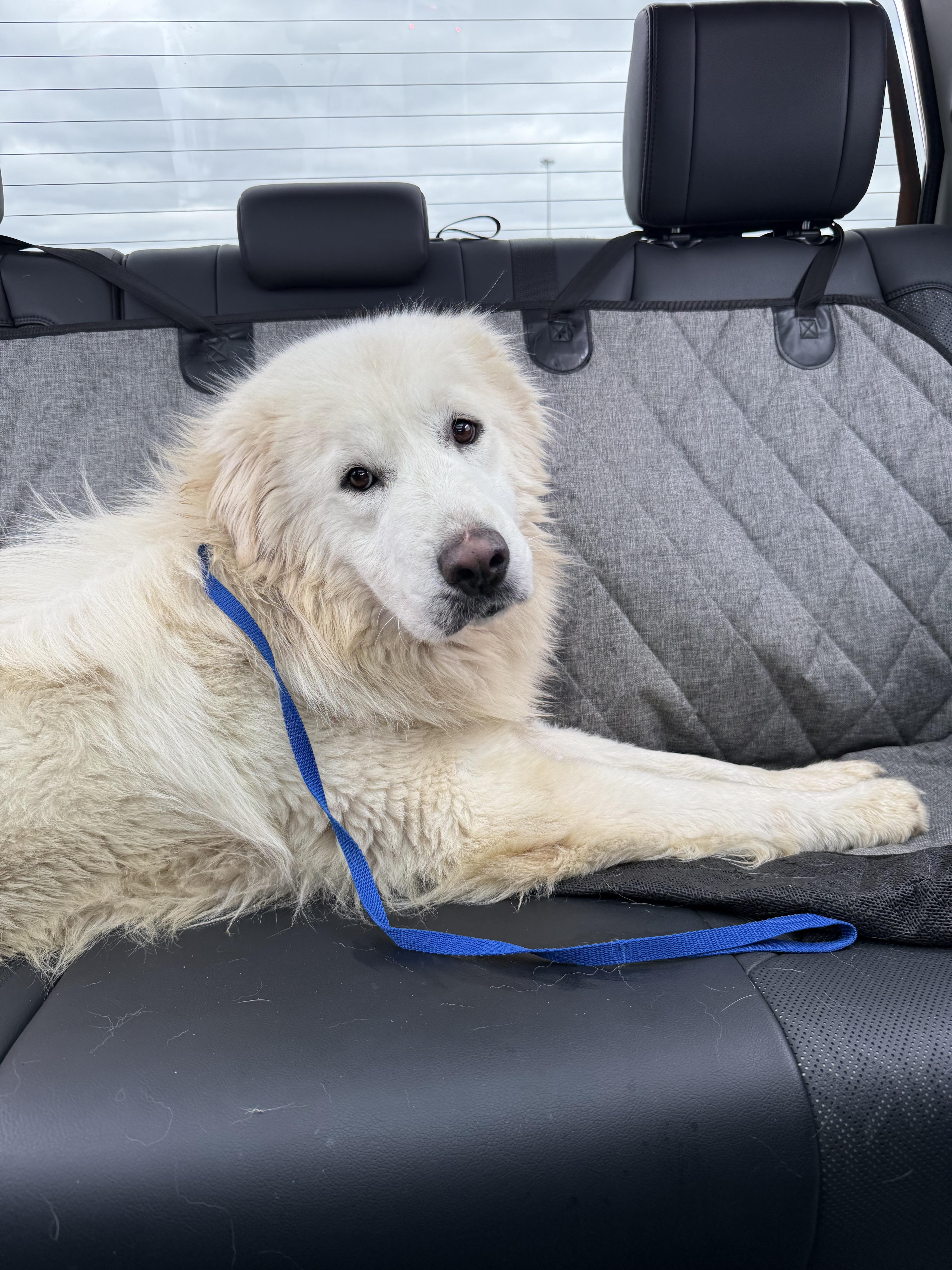 Teddy Fluff Htx thumbnail 2