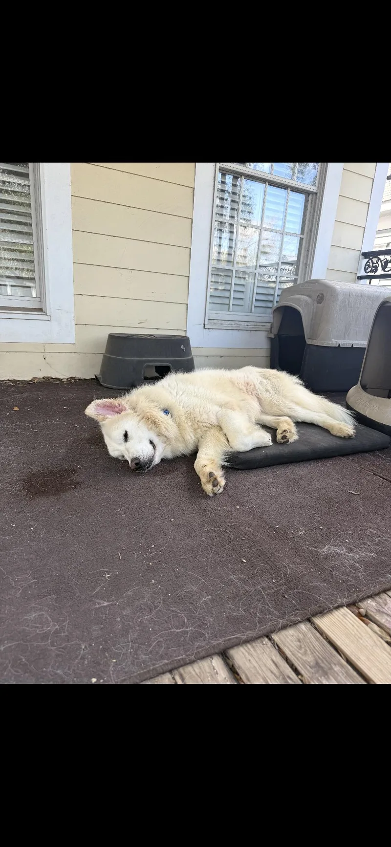 Teddy Fluff Htx thumbnail 3