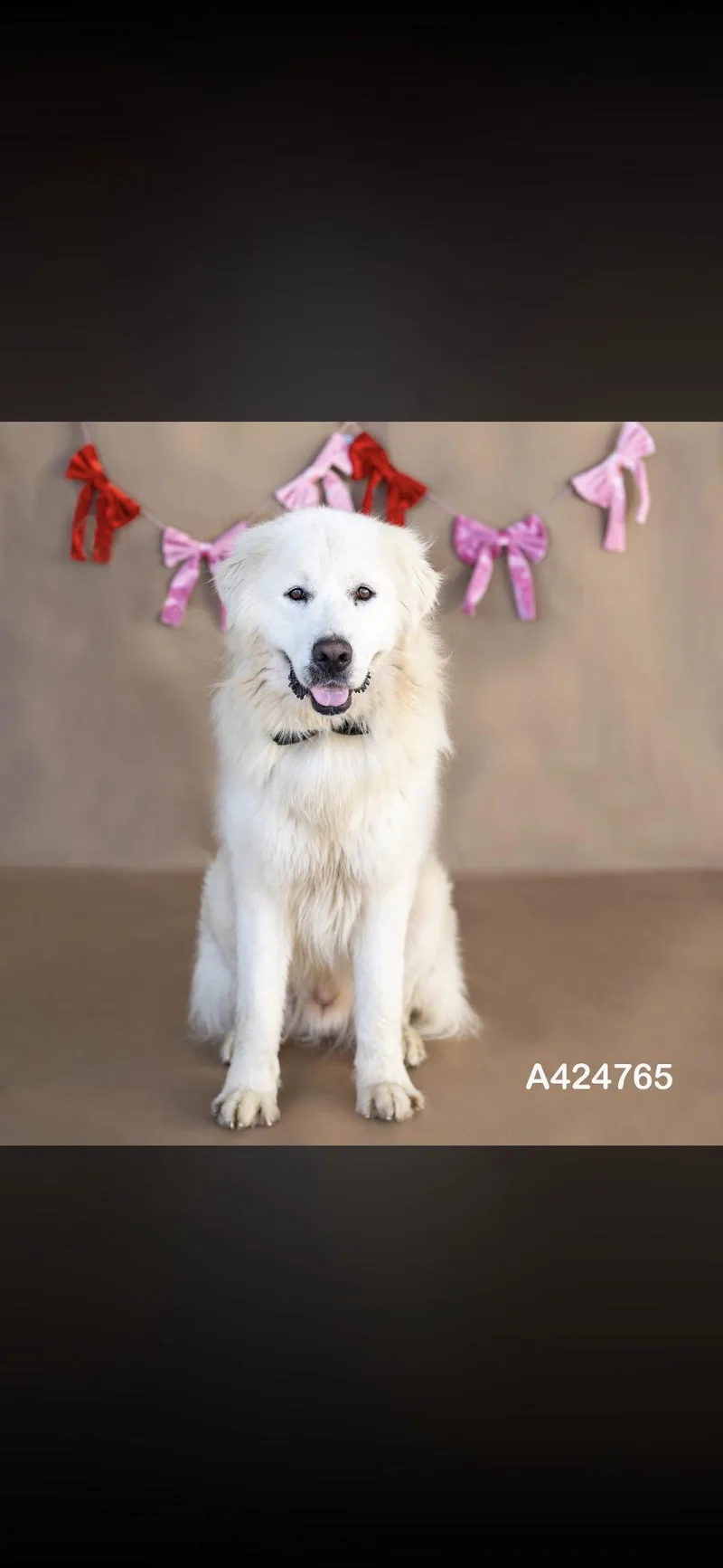 Teddy Fluff Htx thumbnail 4