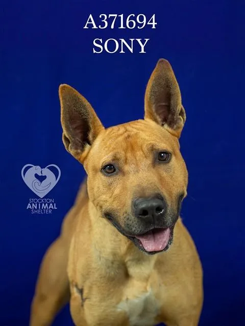 Sony
